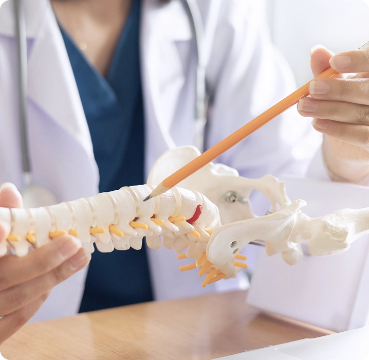 Doctor pointing to a spinal model with a pencil